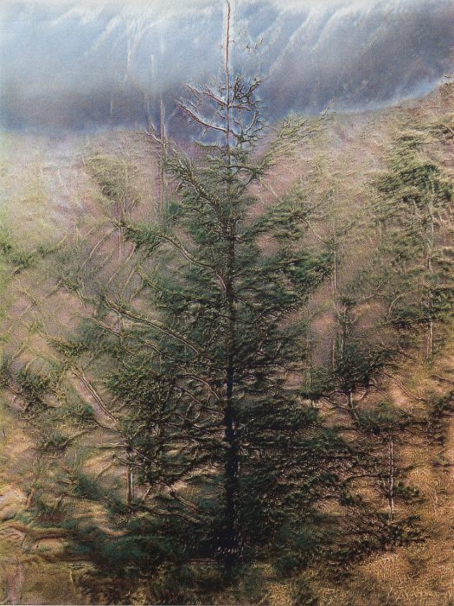 Fra Byfjellene Skogsaken 525X700